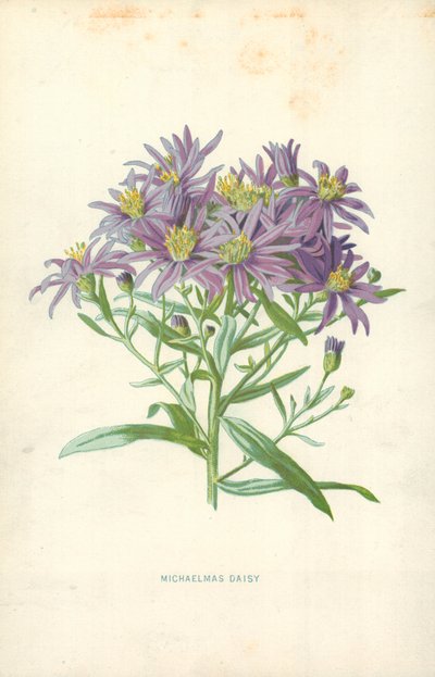 ミカエルマスデイジー 作： Frederick Edward Hulme