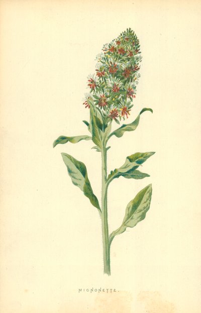 ミクノネット 作： Frederick Edward Hulme