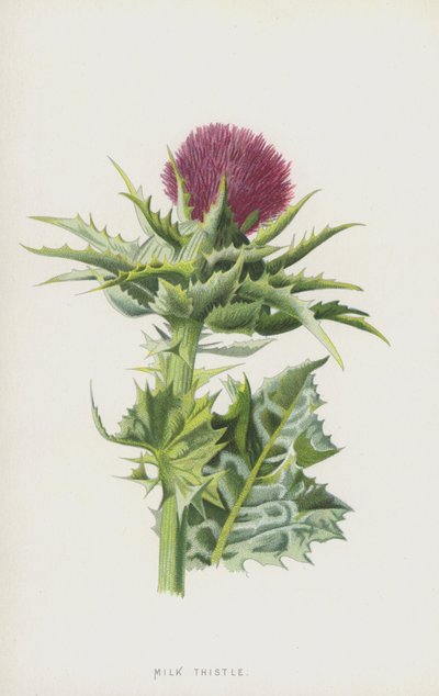 オオアザミ（クロモリト） 作： Frederick Edward Hulme