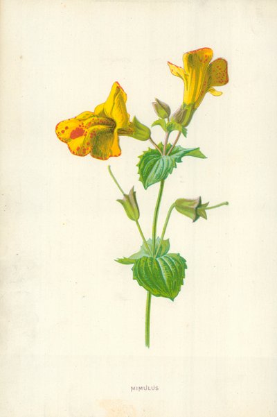 ミムラス 作： Frederick Edward Hulme