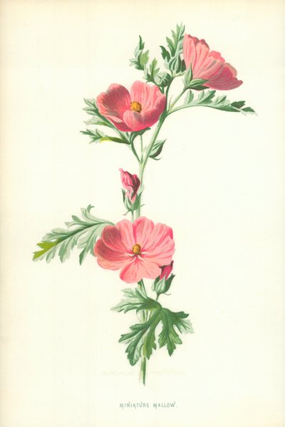ミニチュアマロー 作： Frederick Edward Hulme