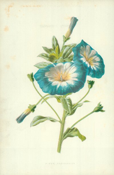 マイナーコンボルブルス 作： Frederick Edward Hulme