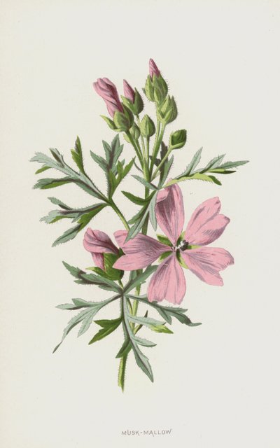 ムスクマロー（クロモリト） 作： Frederick Edward Hulme