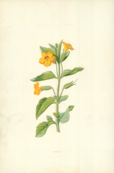 ムスク 作： Frederick Edward Hulme