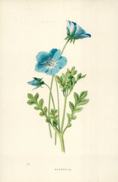 ネモフィラ 作： Frederick Edward Hulme