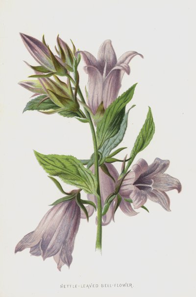 イラクサの葉ベルフラワー（クロモリト） 作： Frederick Edward Hulme