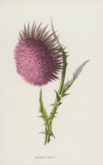 うなずくアザミ（クロモリト） 作： Frederick Edward Hulme