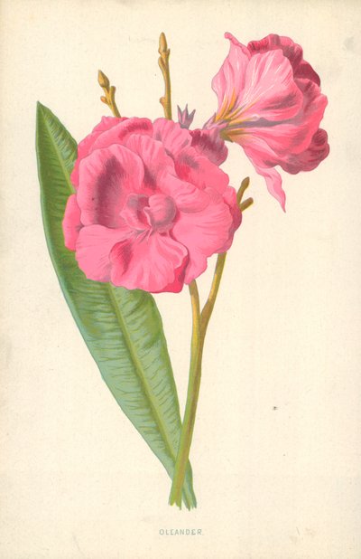 セイヨウキョウチクトウ 作： Frederick Edward Hulme