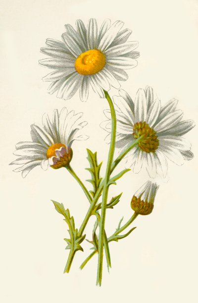 オックスアイデイジー、1877年。 作： Frederick Edward Hulme