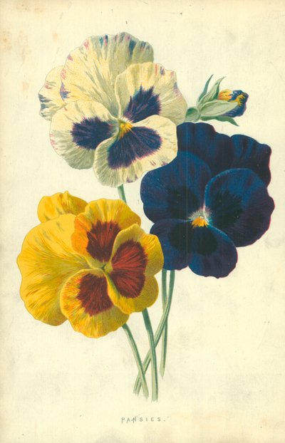 パンジー 作： Frederick Edward Hulme