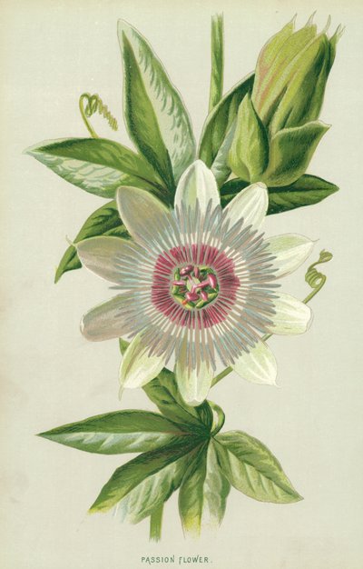パッションフラワー 作： Frederick Edward Hulme