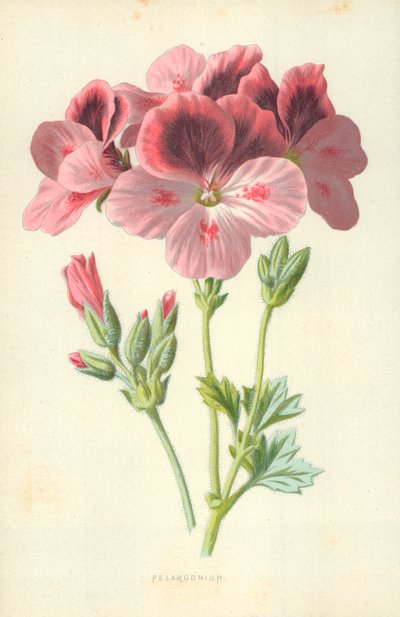 ペラルゴニウム 作： Frederick Edward Hulme