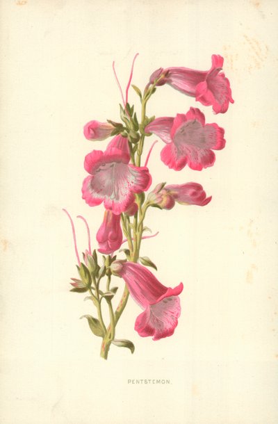 ペントステモン 作： Frederick Edward Hulme