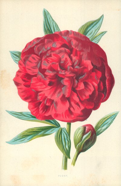 牡丹 作： Frederick Edward Hulme