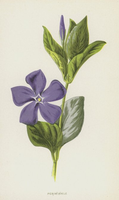 ツルニチニチソウ（chromolitho） 作： Frederick Edward Hulme