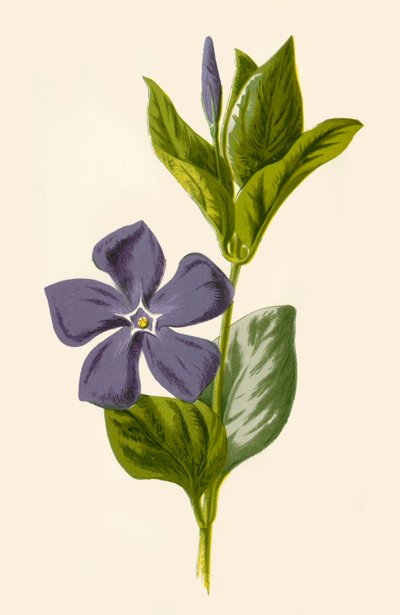 ペリウィンクル、1877年。 作： Frederick Edward Hulme