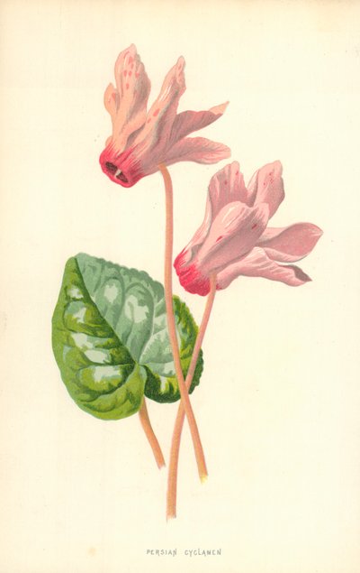 ペルシャのシクラメン 作： Frederick Edward Hulme