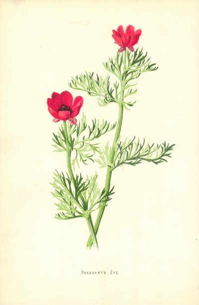 キジの目 作： Frederick Edward Hulme