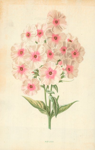 フロックス 作： Frederick Edward Hulme