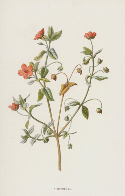 ピンパーネル（クロモリト） 作： Frederick Edward Hulme