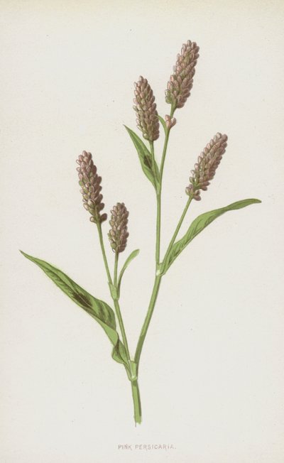 ピンクのペルシカリア（クロモリト） 作： Frederick Edward Hulme