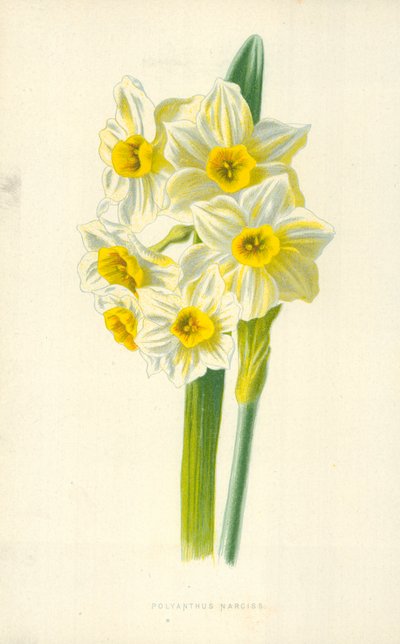 ポリアンサス水仙 作： Frederick Edward Hulme