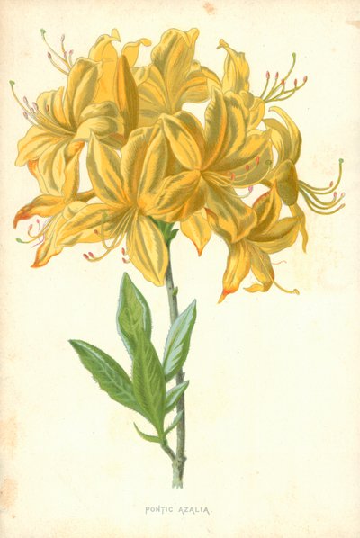 ポンティックアザリア 作： Frederick Edward Hulme