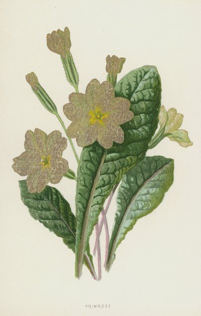 サクラソウ（クロモリト） 作： Frederick Edward Hulme