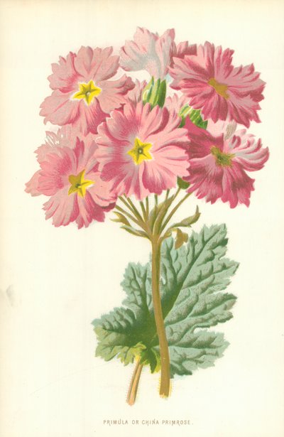 プリムラまたはチャイナプリムローズ 作： Frederick Edward Hulme