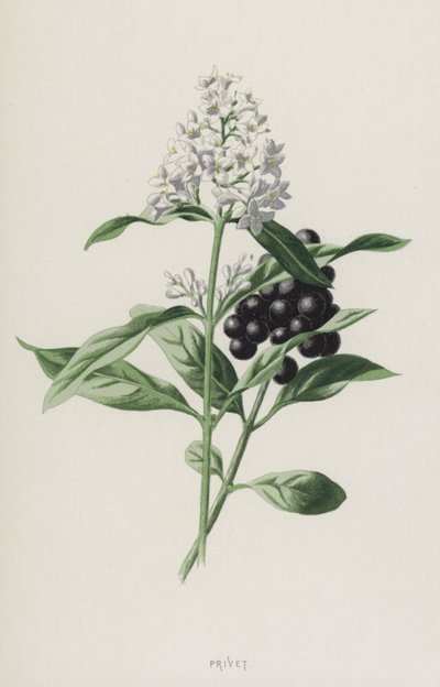 イボタノキ（クロモリト） 作： Frederick Edward Hulme