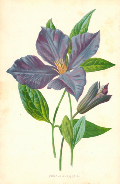 紫色のクレマチス 作： Frederick Edward Hulme