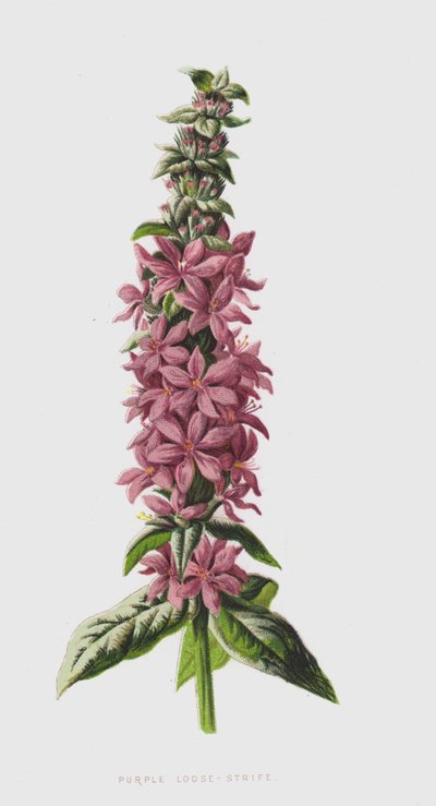 パープルルーズストライフ（クロモリト） 作： Frederick Edward Hulme