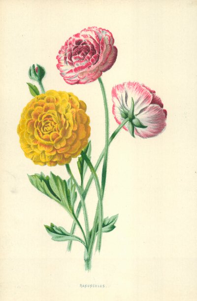 ラナンキュラス 作： Frederick Edward Hulme