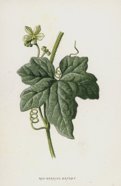 Red-Berried Bryony（chromolitho） 作： Frederick Edward Hulme