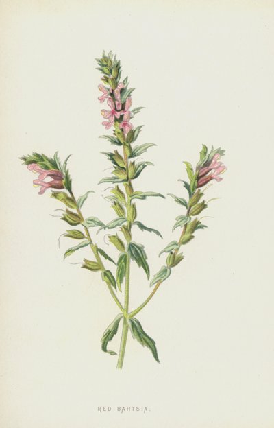 レッドバルシア（クロモリト） 作： Frederick Edward Hulme