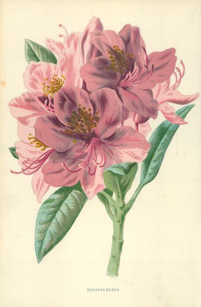 シャクナゲ 作： Frederick Edward Hulme
