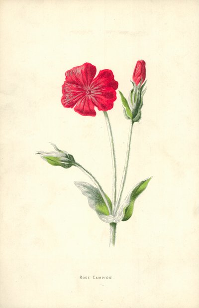 ローズカンピオン 作： Frederick Edward Hulme