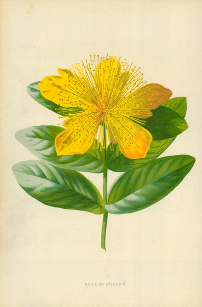 シャロンの薔薇 作： Frederick Edward Hulme