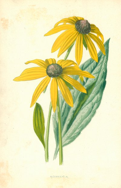 ルドベキア 作： Frederick Edward Hulme