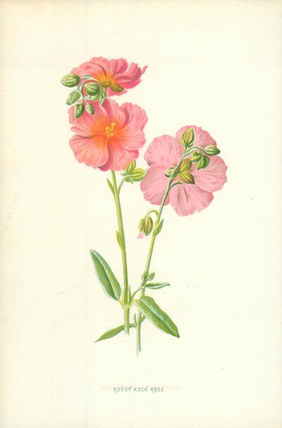 ルディロックローズ 作： Frederick Edward Hulme