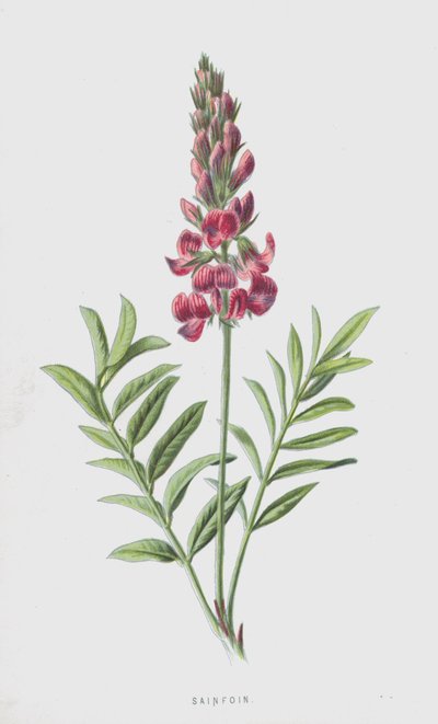 Sainfoin（クロモリト） 作： Frederick Edward Hulme