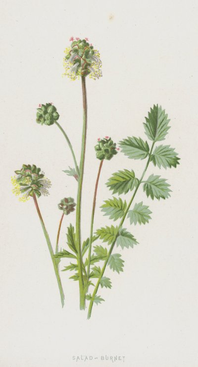サラダバーネット（クロモリト） 作： Frederick Edward Hulme