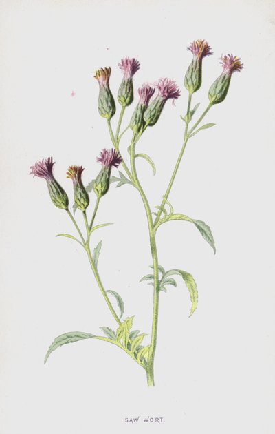 鋸麦汁（クロモリト） 作： Frederick Edward Hulme