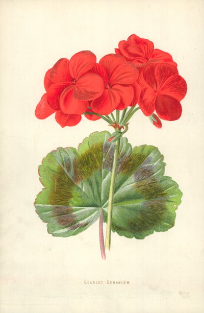 緋色のゼラニウム 作： Frederick Edward Hulme
