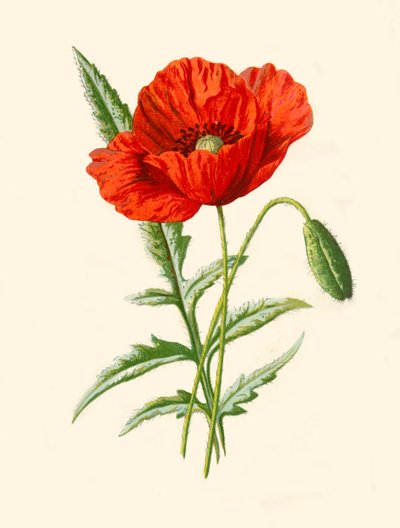 緋色のポピー、1877年。 作： Frederick Edward Hulme