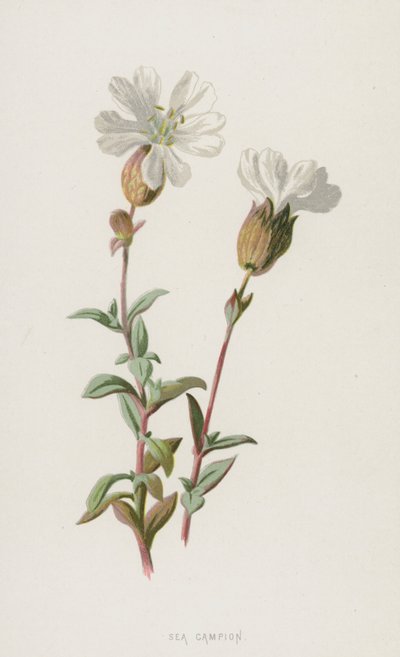 シーカンピオン（クロモリト） 作： Frederick Edward Hulme