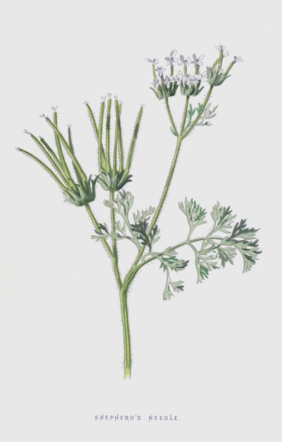 羊飼いの針（chromolitho） 作： Frederick Edward Hulme