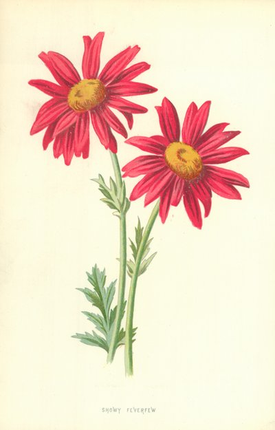 派手なナツシロギク 作： Frederick Edward Hulme