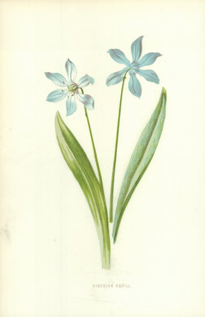 シベリアのスクイル 作： Frederick Edward Hulme