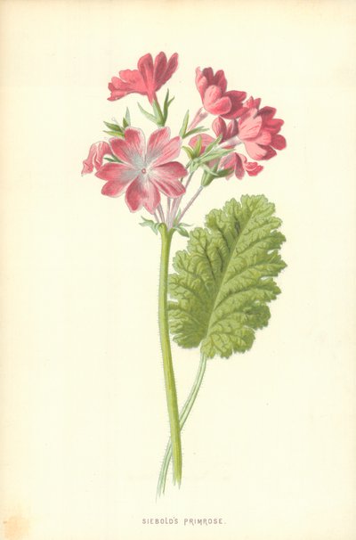 シーボルトのサクラソウ 作： Frederick Edward Hulme